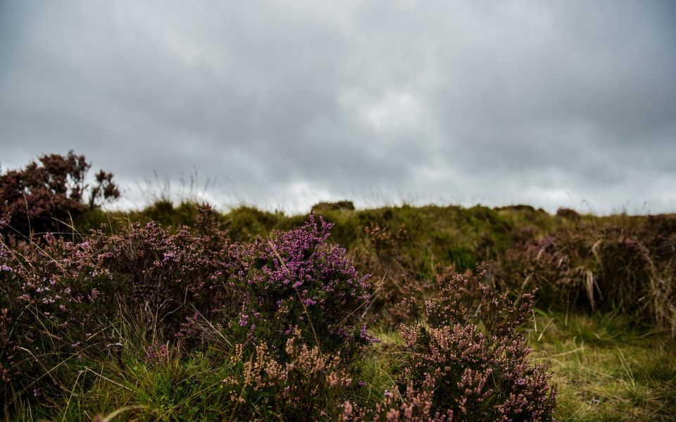 Image - Biotope in Rodde