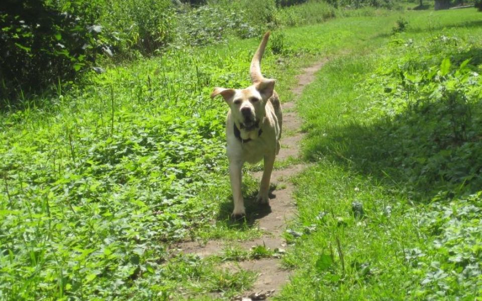 Image - Sportlich mit Hund
