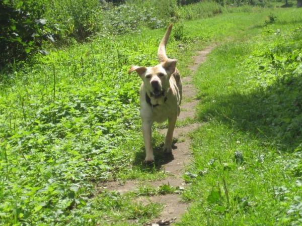 Image - Spaziergang Mit Hund