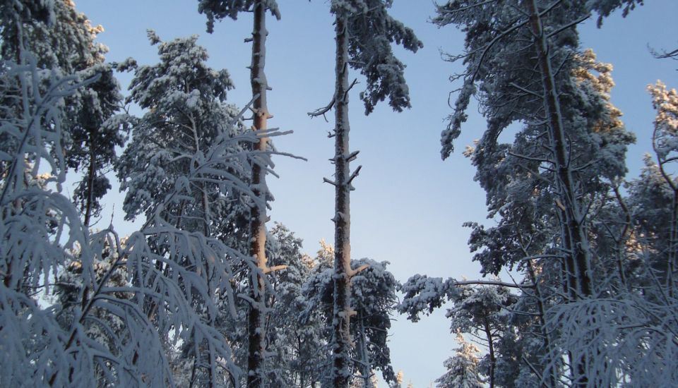 Image - Schneekatastrophe im Münsterland vor 20 Jahren